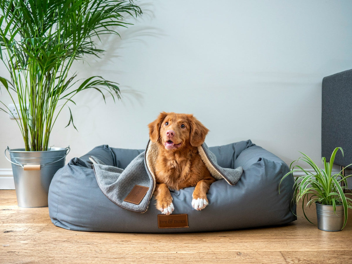 Pet Beds & Furniture