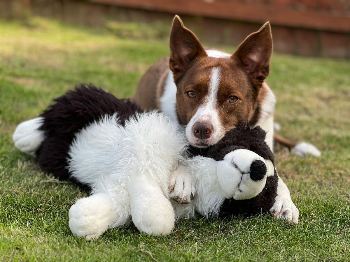 Pet Toys & Enrichment